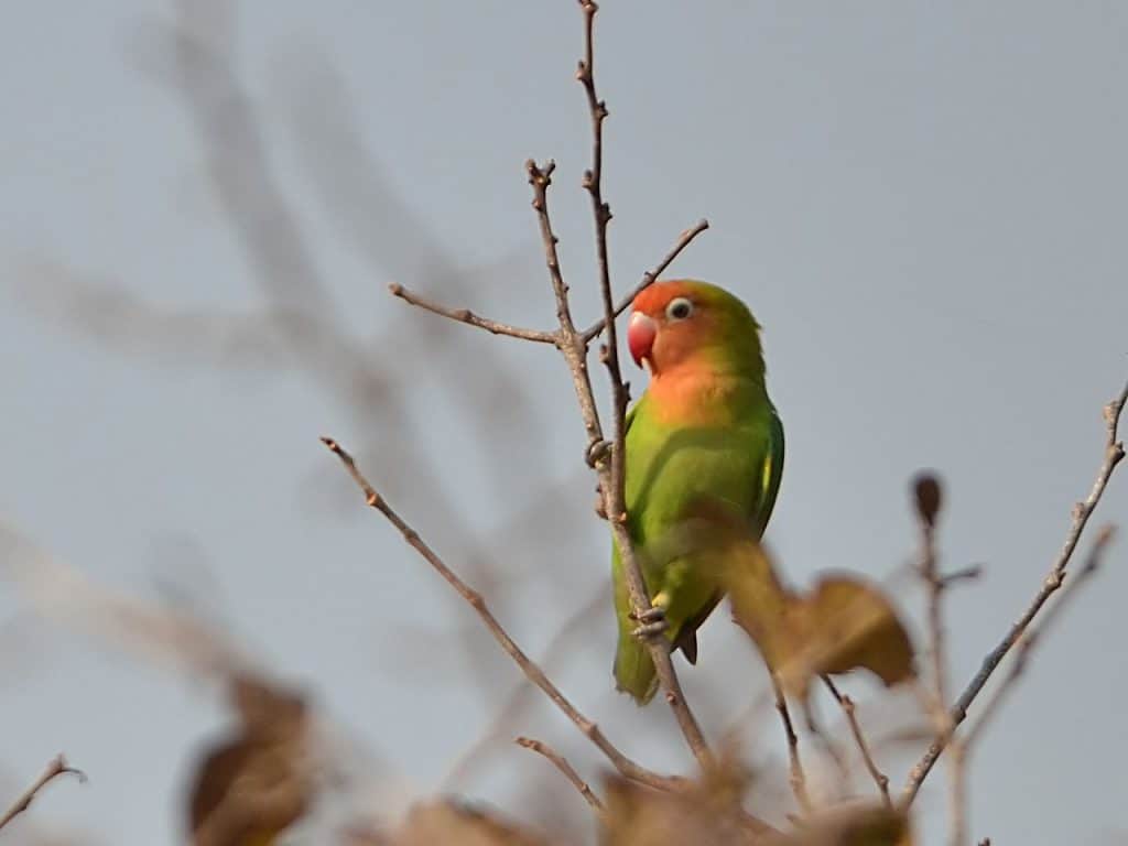 Lilian/Nyasa lovebird