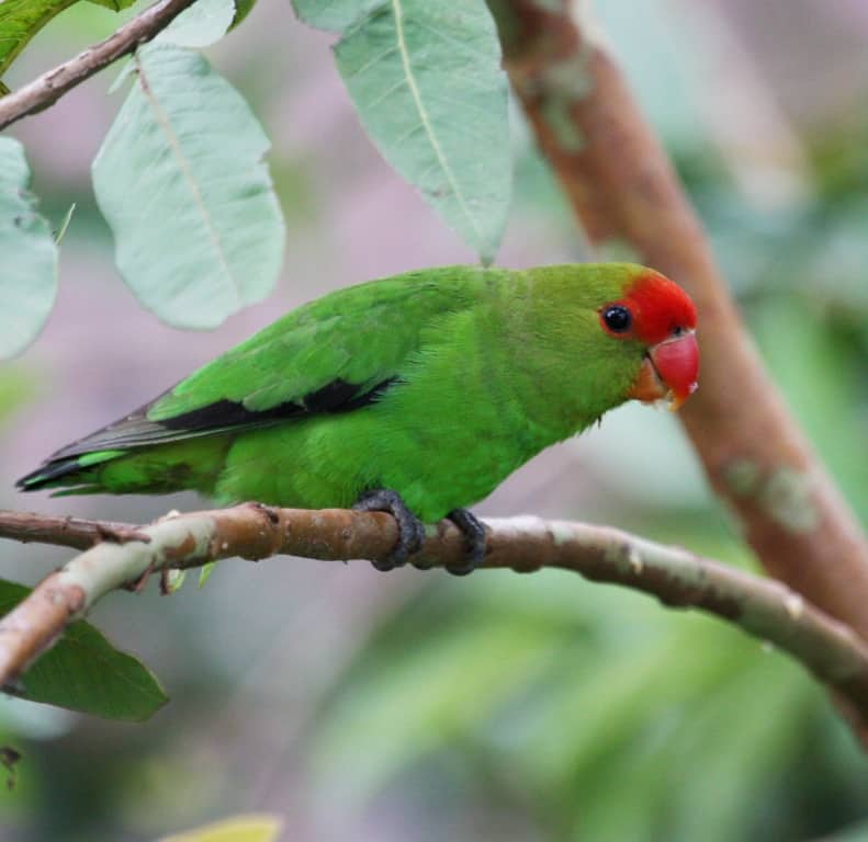 Abyssubuab/black-winged lovebird