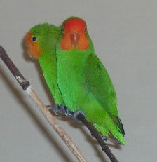 Red-headed/red-faced lovebird