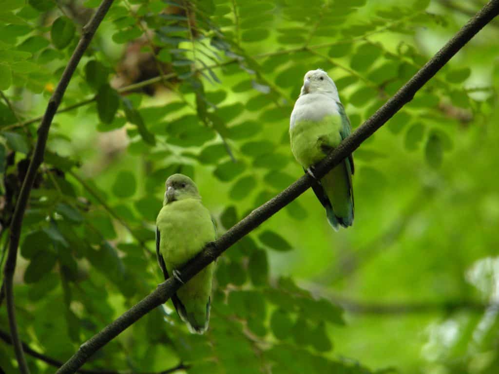 Grey-headed/Madacascar lovebird, male and female
