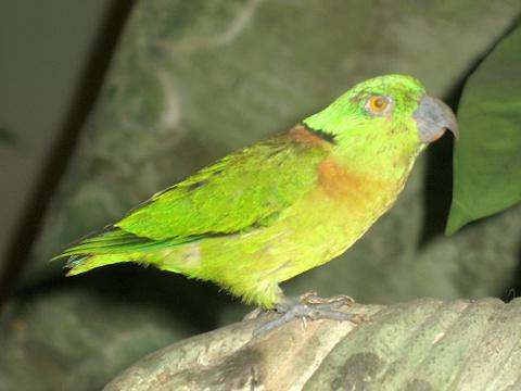 Black-collared/Swindern's lovebird