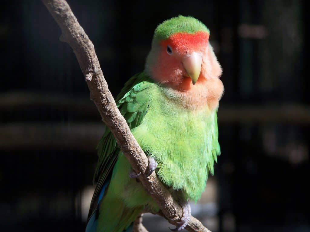 Rosy-faced/peach-faced lovebird