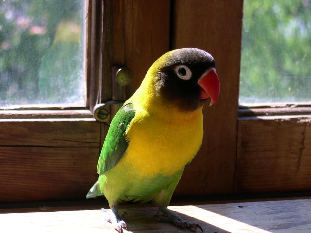 Yellow-collared/masked/black-masked/eye-ring lovebird