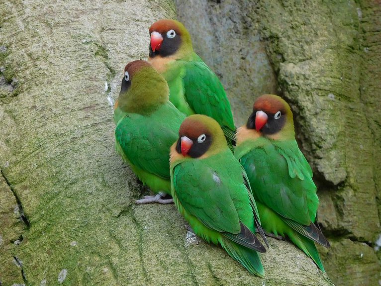 Black-cheek lovebird