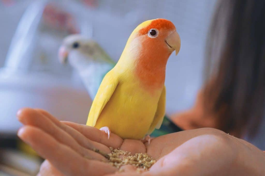 Peached face lovebird eating seeds