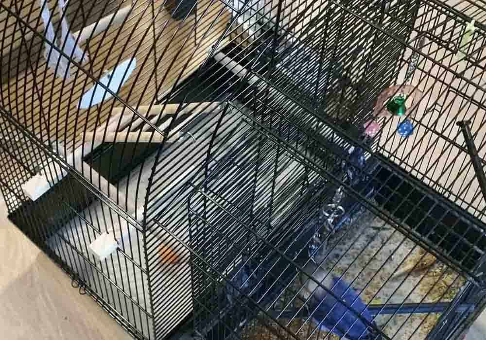 How to choose the best cage for a lovebird - Lovebirbs