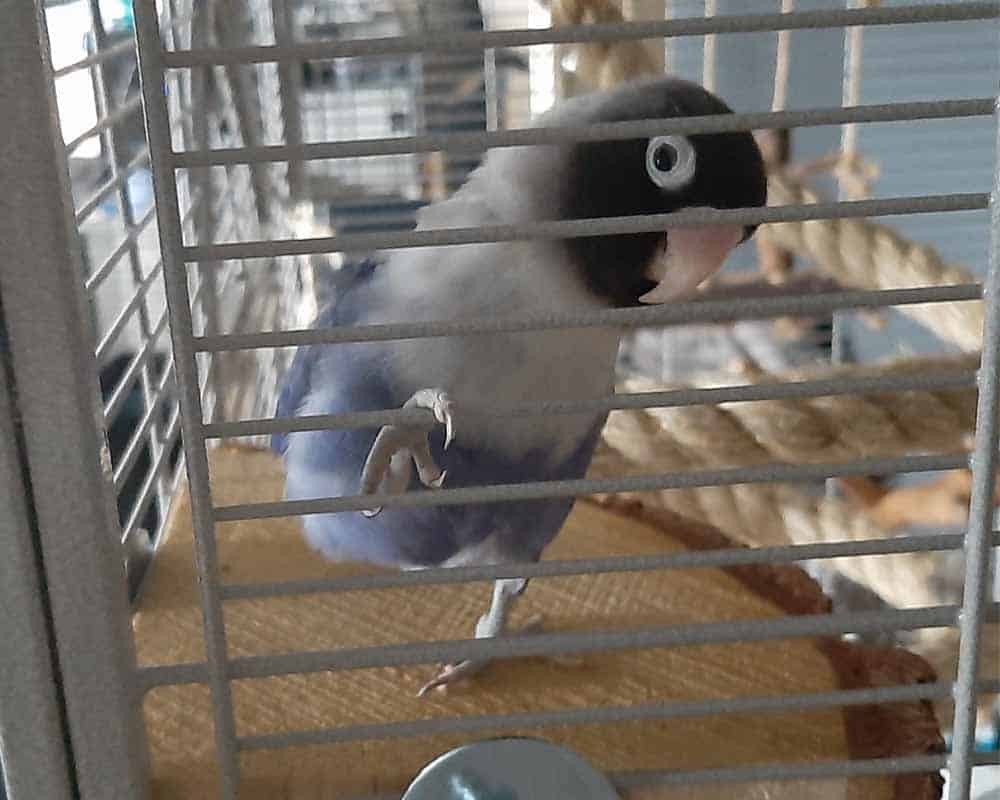 Cage pour oiseaux Montana Madeira Single