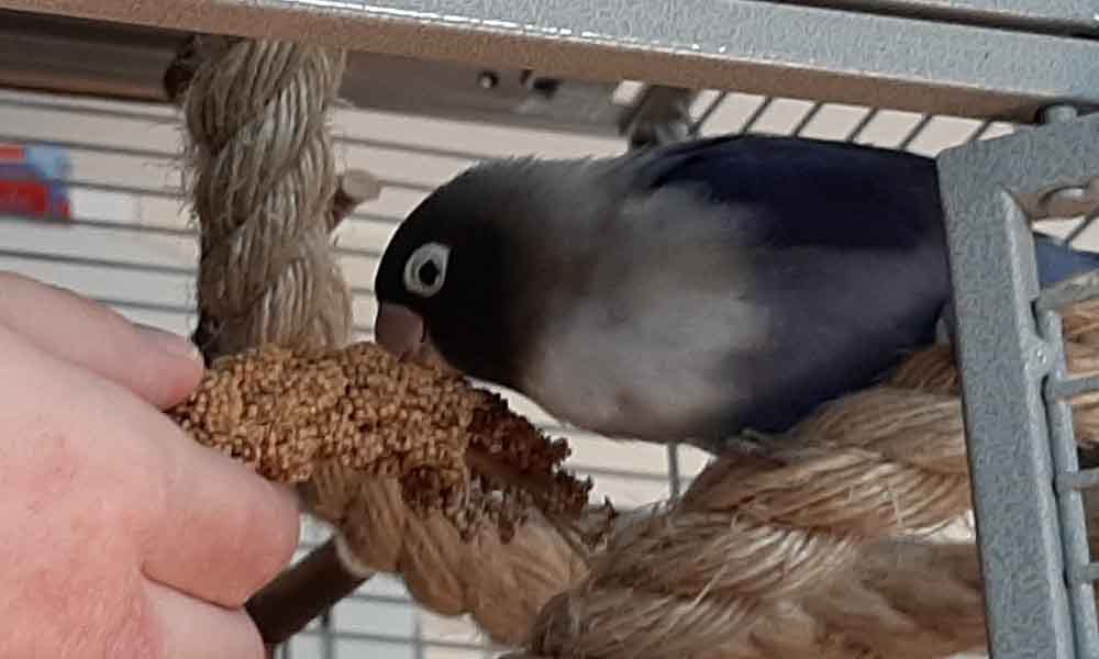 Apache calmly eating millet from my hand.