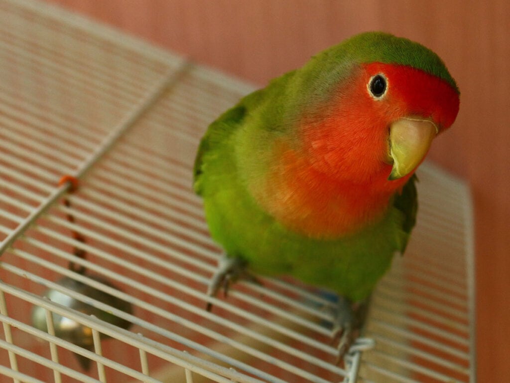 Lovebird on top of its own cage.