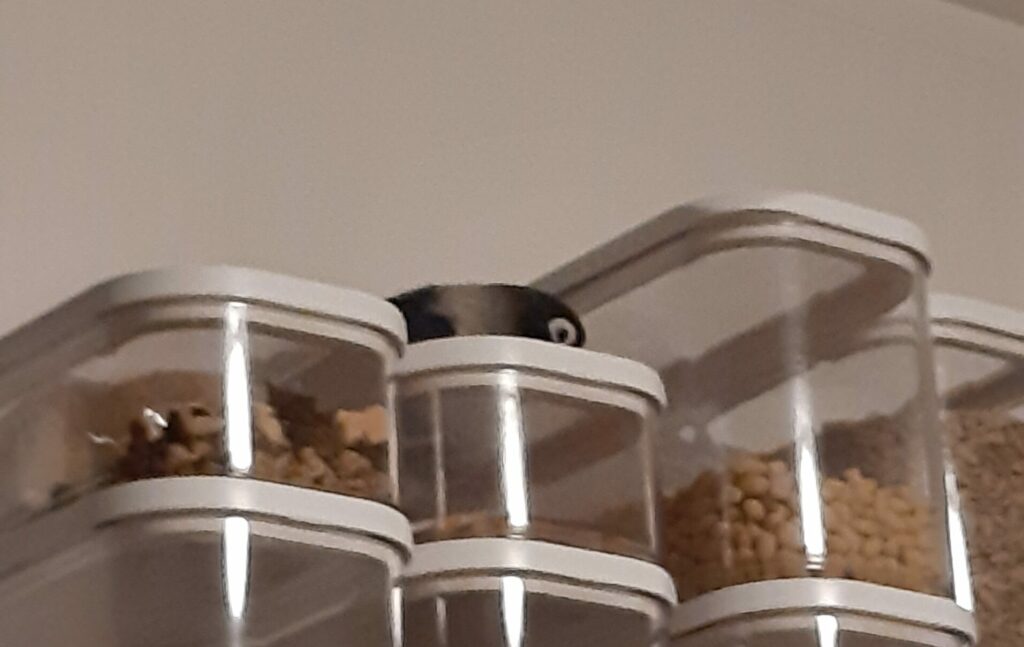 Escaped Apache hiding in the kitchen