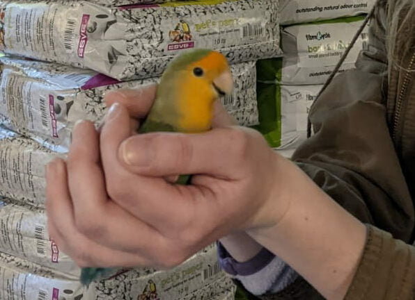escaped bird in a pet store